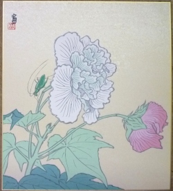 色紙・酔芙蓉